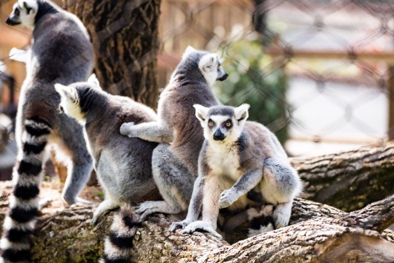 Ring-tailed lemurs
